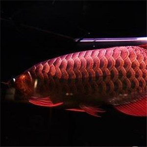 橙红龙鱼图片