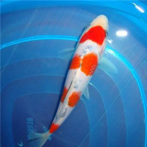 大正三色锦鲤图片