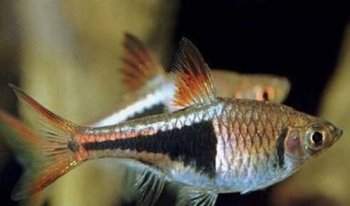 QQ截图20160802164830