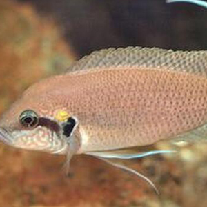 白边燕尾鱼图片