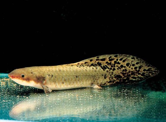 澳洲肺鱼