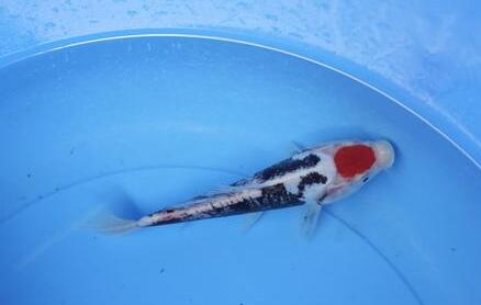 QQ截图20160802165830