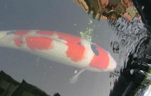 QQ截图20160802155120