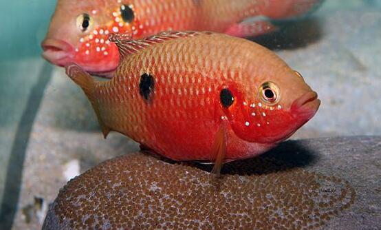 QQ截图20160802142832