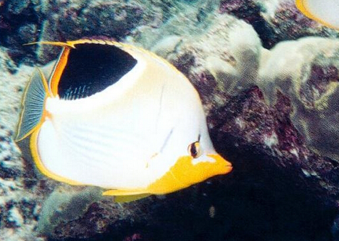 QQ截图20160802165650