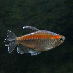 刚果扯旗鱼图片