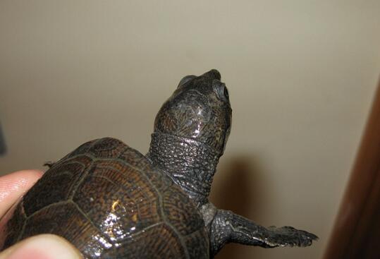 马达加斯加大头侧颈龟