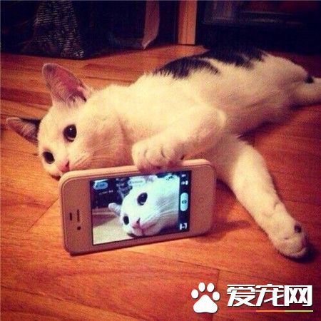 本喵自拍就是这么萌！