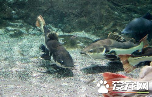 红尾鲶鱼的价格 其价格大约在200元左右