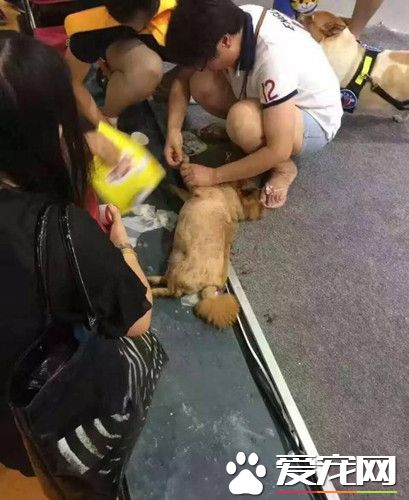 宠物展高温排队宠物中暑死 有人呼吁让狗先进