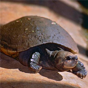 马达加斯加大头侧颈龟图片