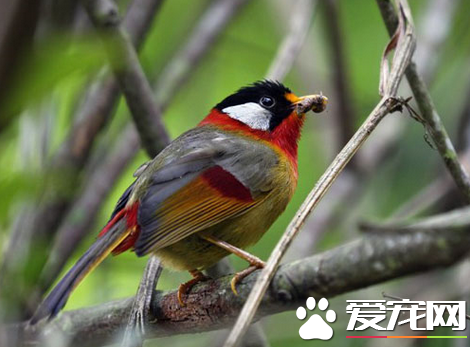 观赏鸟患有肺炎怎么办 主要以抗菌消炎治疗为主