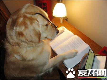 挑灯夜读啥的，阿汪也是会的！