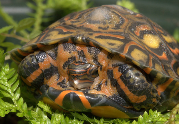 哥斯达黎加木纹龟