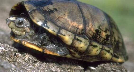 褶皱泥龟