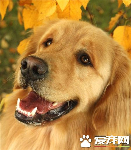 花下美人，树下暖汪！