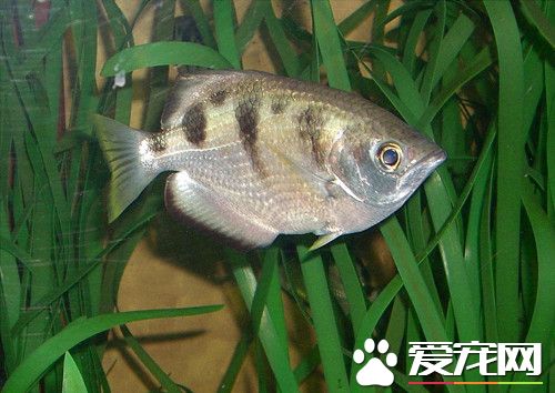 射水鱼养殖 水的温度一般可控制在24-28℃左右