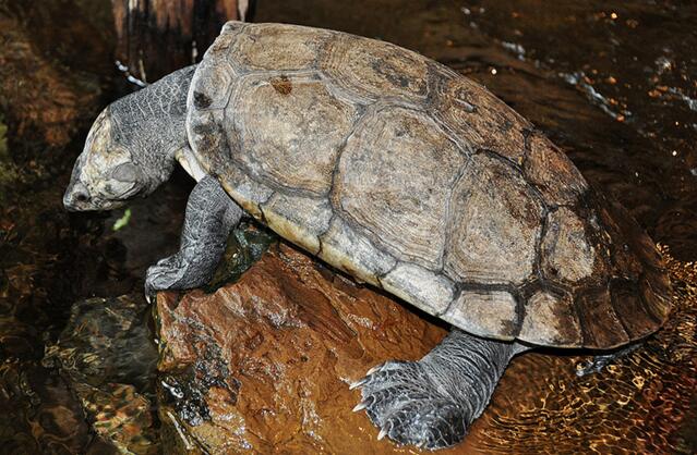 马达加斯加大头侧颈龟