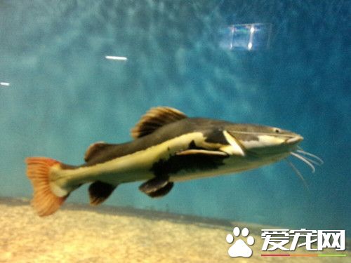 红尾鲶混养 红尾鲶是不适合混养的鱼种