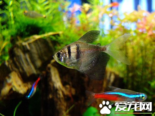 黑裙鱼怎么分公母 公鱼体小母鱼体大