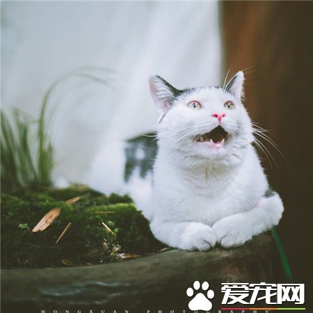 什么，你吃了我的小鱼干？