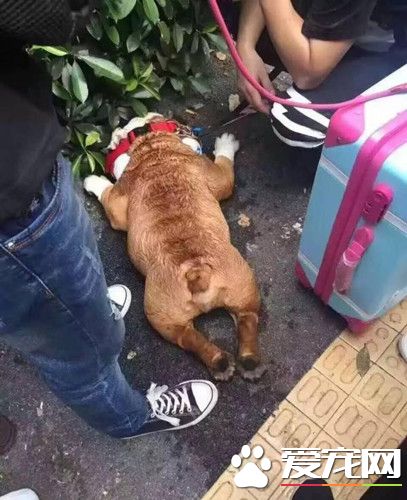 宠物展高温排队宠物中暑死 有人呼吁让狗先进
