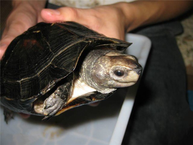 缅甸黑山龟