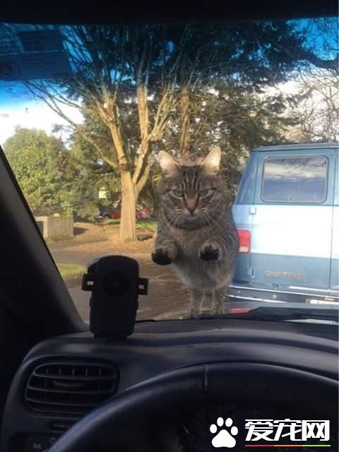 赶上班忘记喂饭 猫咪拦车怒瞪主人