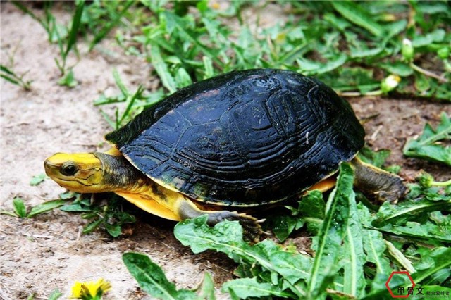 金头闭壳龟