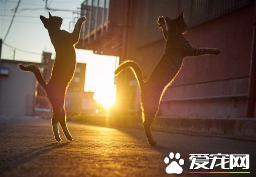 日本喵星人夕阳下斗舞 逆光剪影照美得不像话