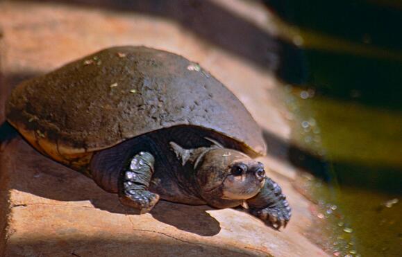 马达加斯加大头侧颈龟