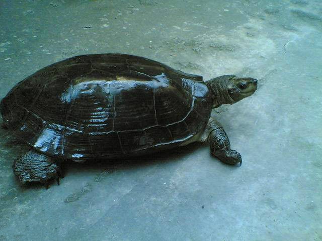 缅甸黑山龟