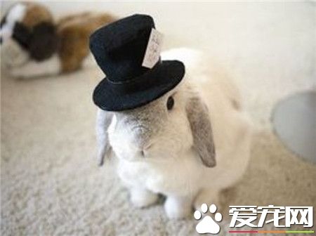 兔子君：真帅气！