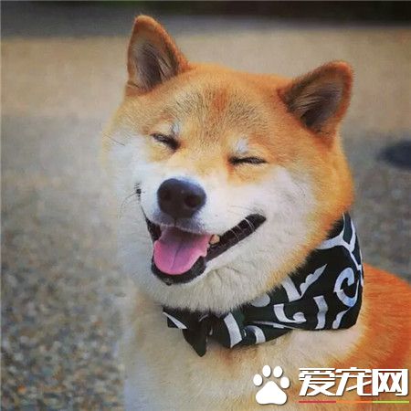 没有最可爱，只有更可爱*^o^*