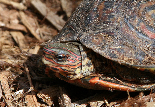 哥斯达黎加木纹龟