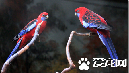 观赏鸟常见品种有哪些 品种不一样擅长技能也不一样