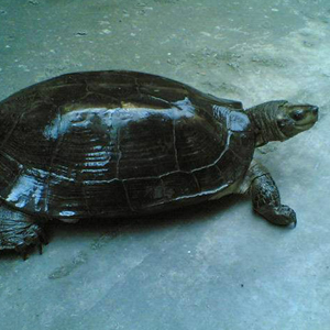 缅甸黑山龟图片