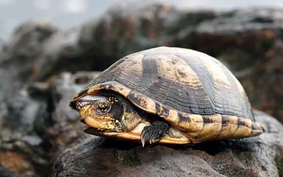 白唇泥龟