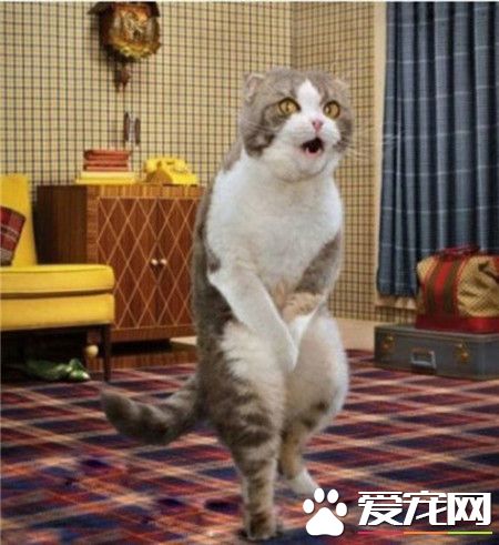 我才是真正的猫王，看我这舞步，有没有范？