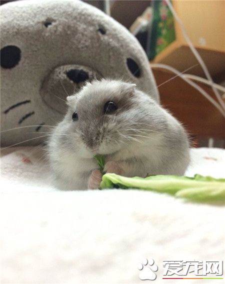 我是一只小仓鼠呀，咿呀咿呀哟！