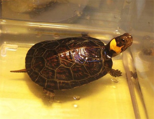 牟氏水龟