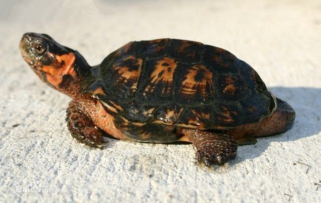 牟氏水龟