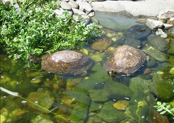 哥斯达黎加木纹龟