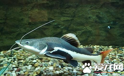 红尾鲶的寿命 一般寿命是4-5年的时间