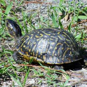 佛罗里达箱龟图片