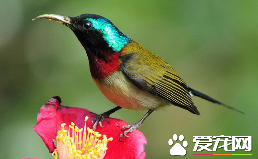 观赏鸟滞食了怎么办 喂服酵母片或乳酶生等助消化药