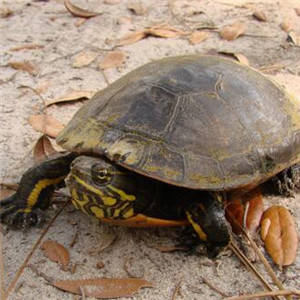 东部网目鸡龟图片