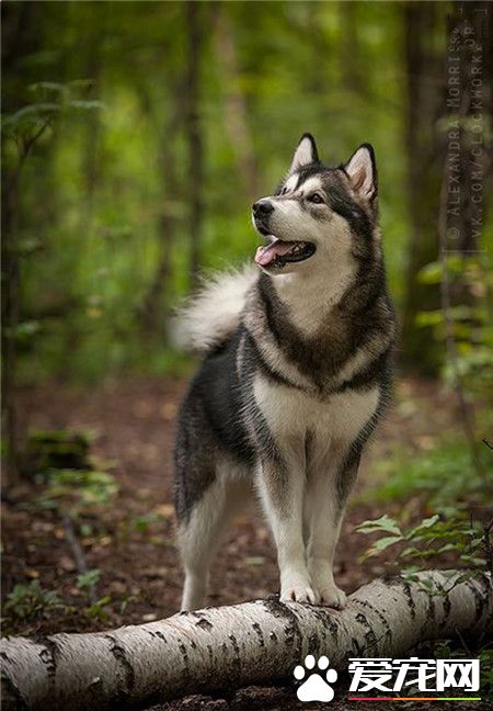 也难得二哈有装文艺的时候！