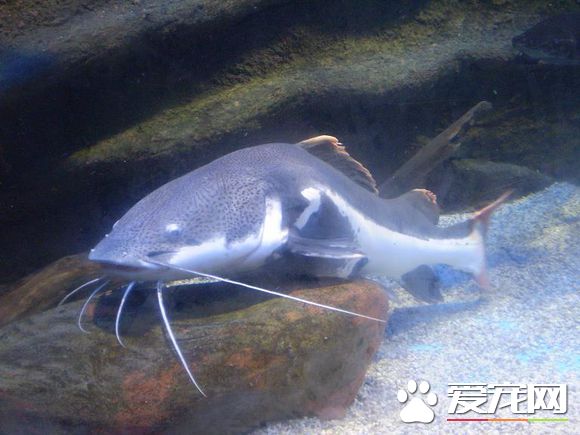 红尾鲶鱼能长多大 一般可以到达90厘米