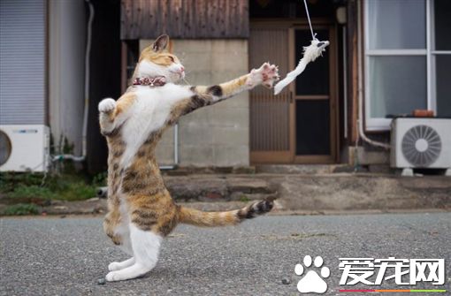日本喵星人夕阳下斗舞 逆光剪影照美得不像话
